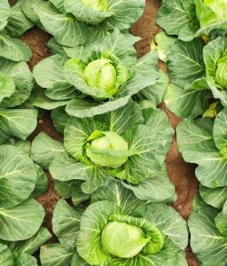 Spring Cabbage Plant