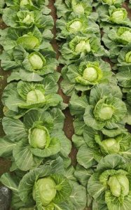 Spring Young Cabbage Plant 2022